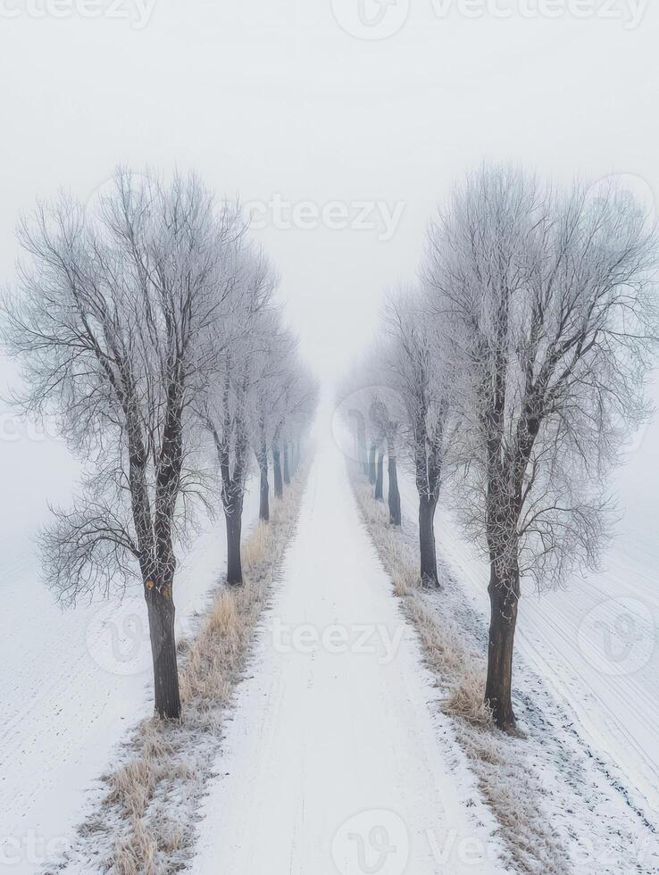 Serene Winter Landscape with Frost-Covered Trees Leading into a Misty Horizon, Capturing the Tranquility of a Snowy Pathway on a Cold Day photo