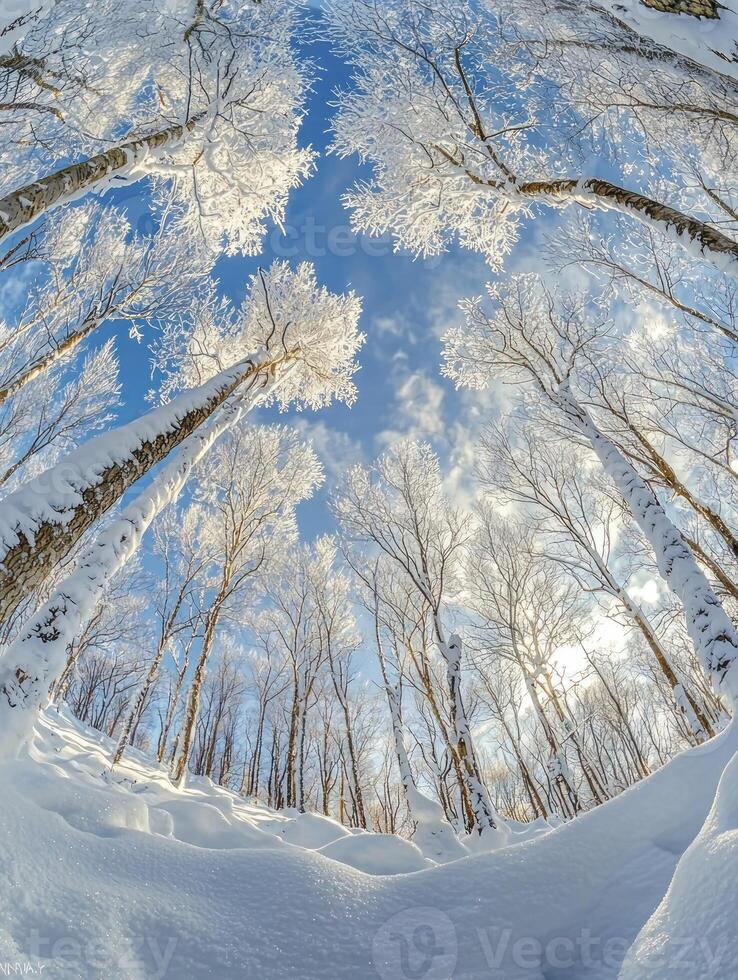 Winter Wonderland with Frosty Trees and Bright Sky Captured in a Fish-Eye Perspective Showcasing Nature's Scenic Beauty and Tranquility in a Snow-Covered Forest photo