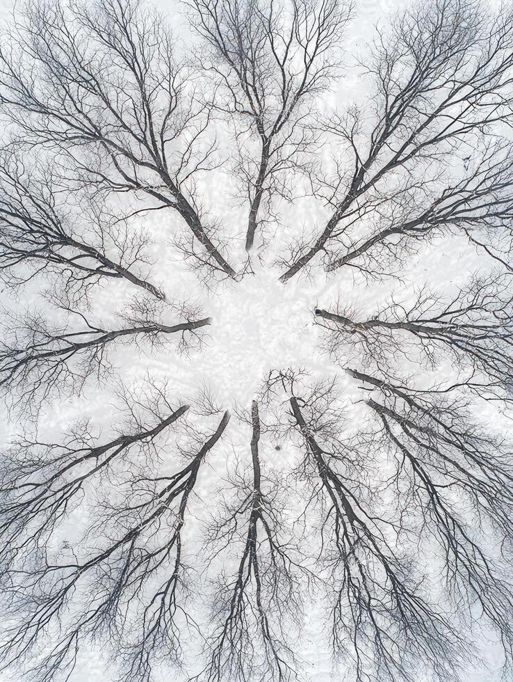 Aerial View of Bare Trees in Circular Arrangement on Snowy Landscape, Creating a Beautiful Natural Symmetry in Winter Scene photo