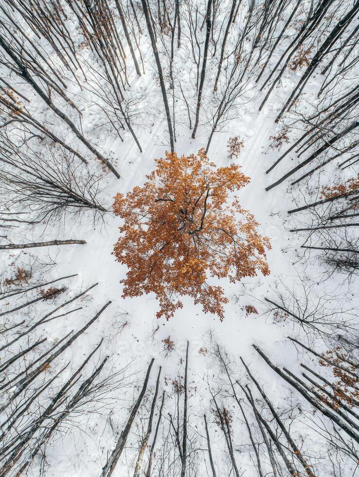 Aerial View of a Lone Orange Tree Surrounded by Snowy Forest in Winter, Highlighting Natural Beauty and Contrast in a Serene Landscape photo