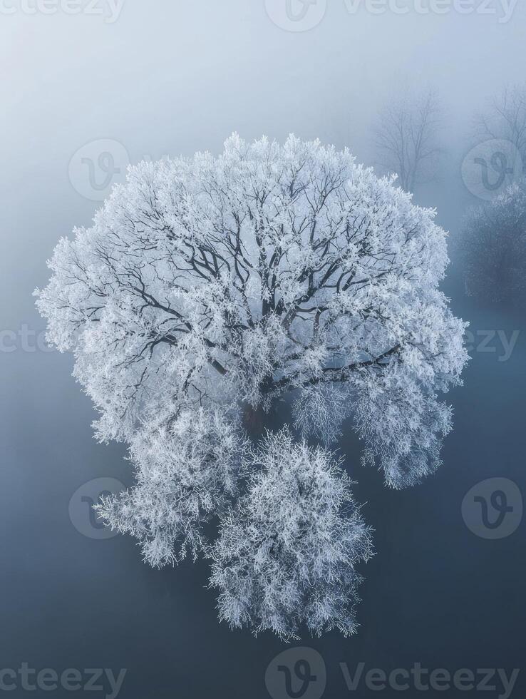 Breathtaking Aerial View of a Frost-Covered Tree in a Misty Landscape Showcasing Intricate Ice Patterns and Ethereal Atmosphere photo