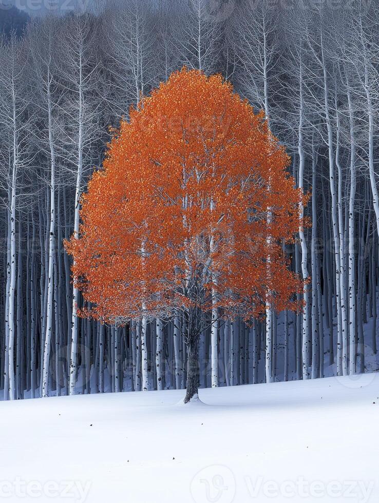 Striking Orange Leaf Tree in Winter Landscape Surrounded by Bare White Trunks of Aspen Trees Under Clear Blue Sky in a Serene Natural Environment photo