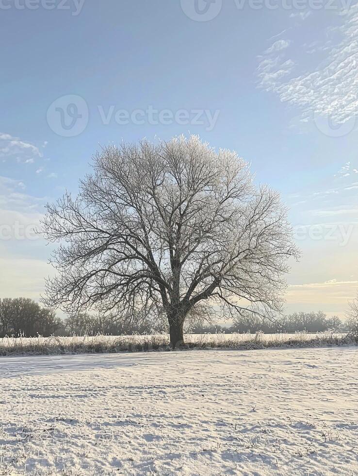 Beautiful Frost-Covered Tree in a Winter Landscape with Clear Blue Sky and Snowy Ground on a Crisp Cold Day photo