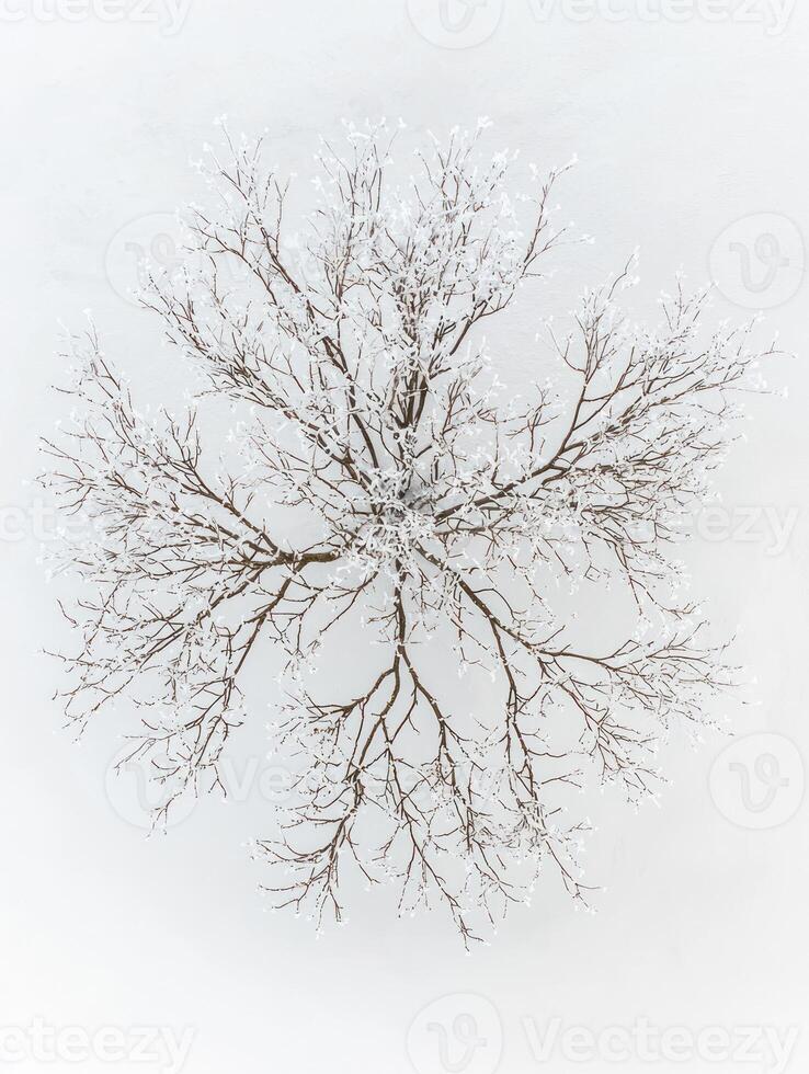 A tree is seen from above in the snow photo