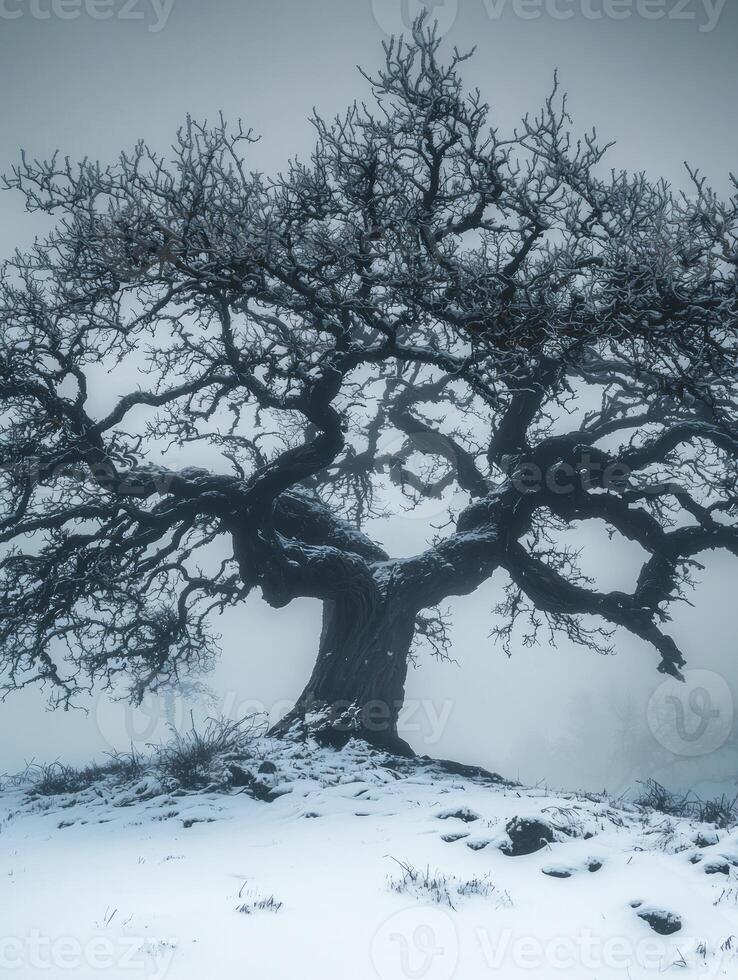 An oak tree in the snow photo