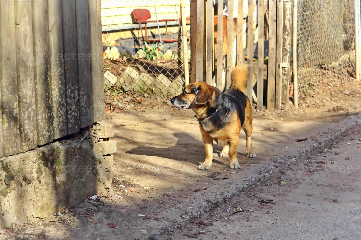 One brown small dog stands on a sidewalk and looks at something in the yard near wooden fence photo