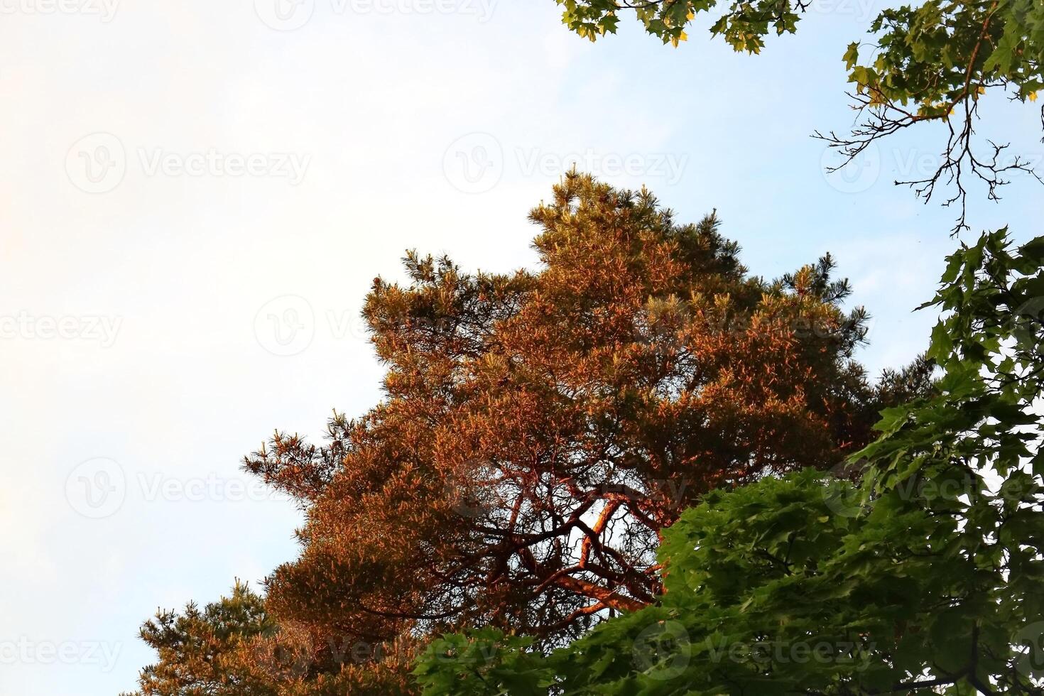 Sunset light on tree tops in autumn with visible orange leaves and green pines in front of it photo