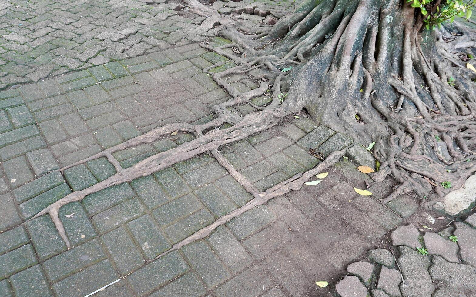 Spreading tree roots above ground with straight pattern between brick flooring isolated on horizontal outdoor environment background. photo