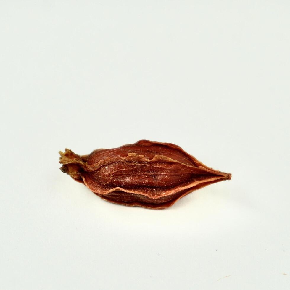 One piece of brown dried gardenia organic food and tea ingredients isolated on square white background. photo