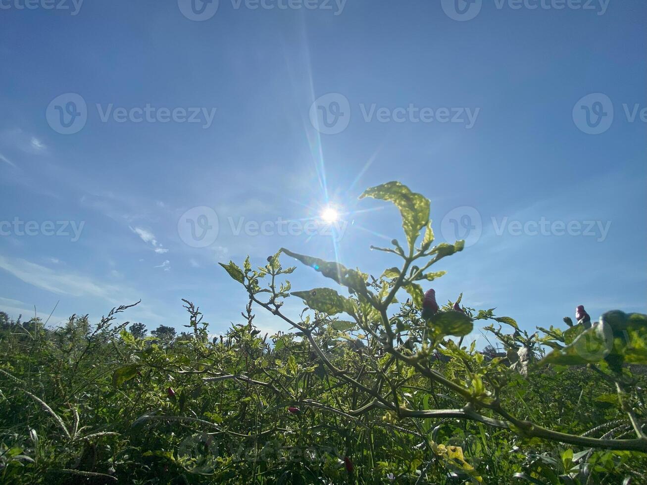 The sun shines brightly over a field of green plants photo