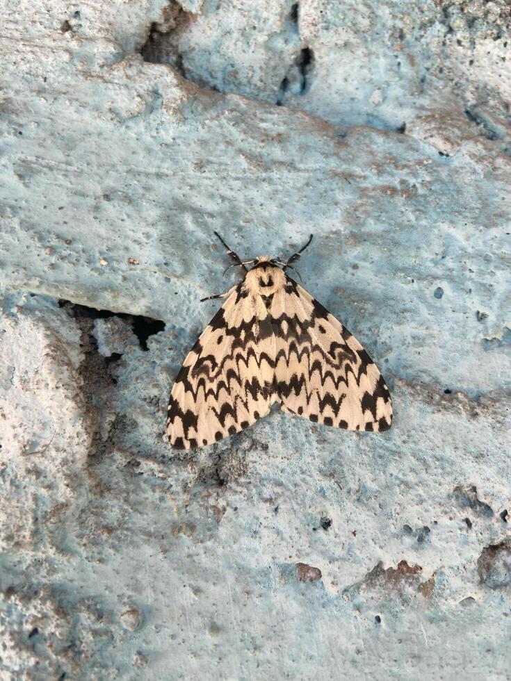 A black and white moth on a blue wall photo