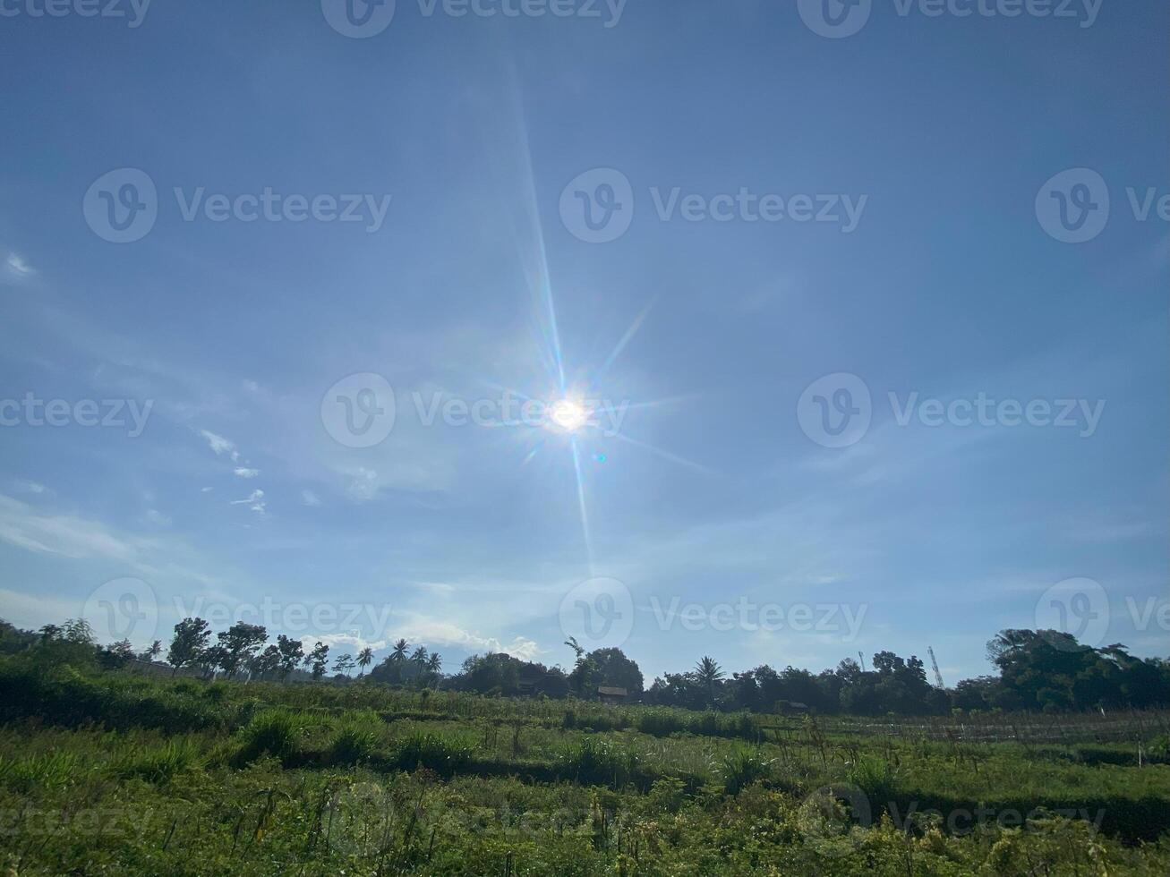 The sun shines brightly over a field of grass photo