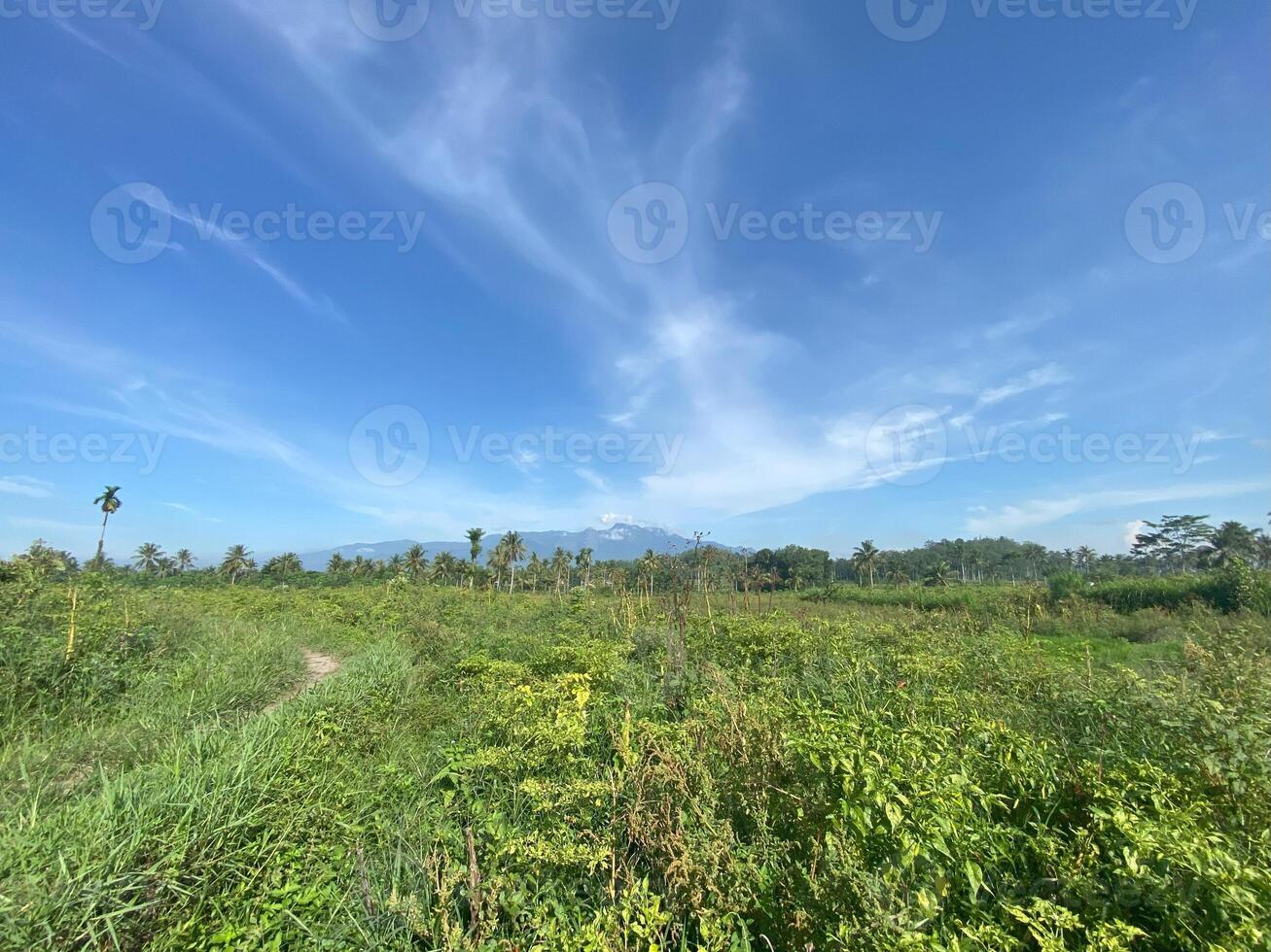 A field with tall grass and a blue sky photo