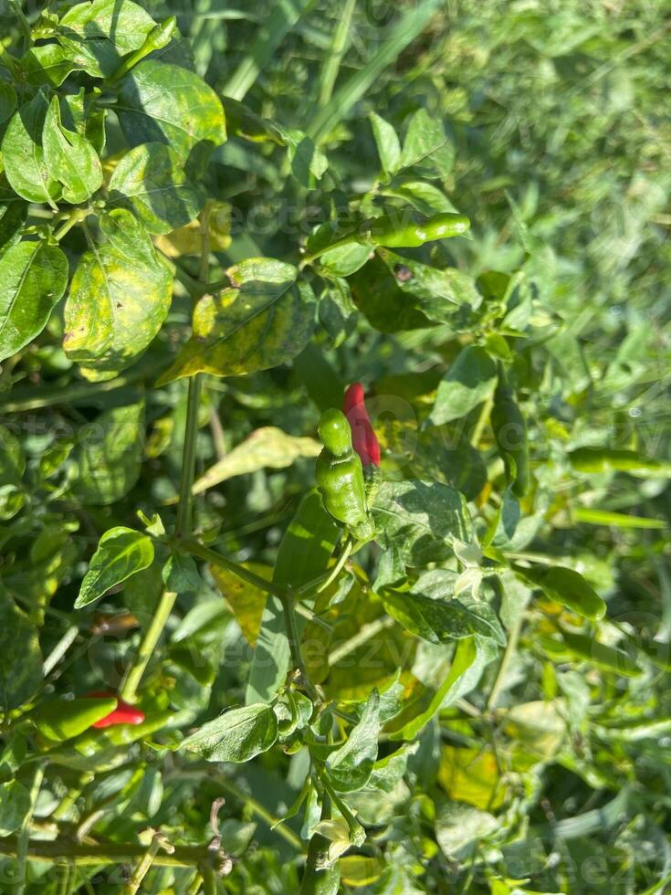 A red pepper plant with green leaves photo