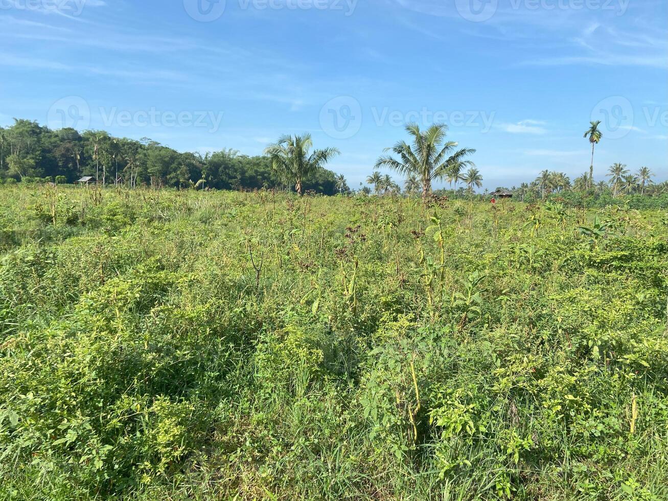 Land for sale in bali photo