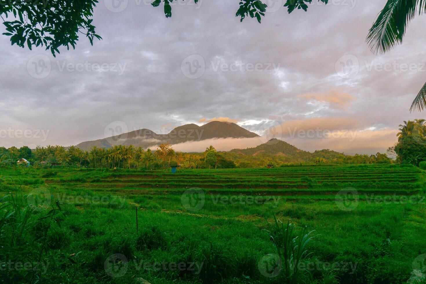 indonesia beauty landscape paddy fields in north bengkulu natural beautiful morning view from Indonesia of mountains and tropical forest photo
