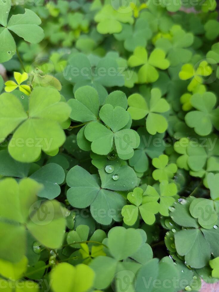 A close up of green leaves with water droplets photo