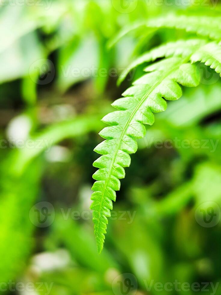 A fern leaf in the forest photo