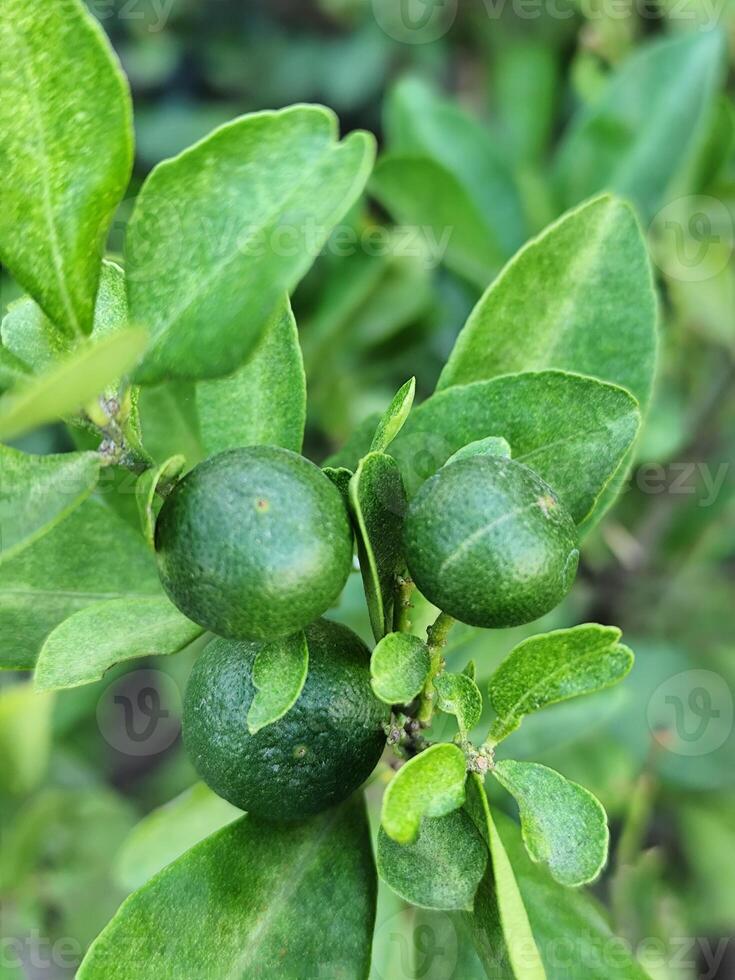 A close up of some green fruit on a tree photo