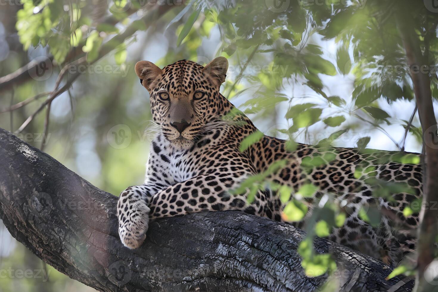 Leopard rests on tree branch, its gaze steady amid sunlit green forest photo