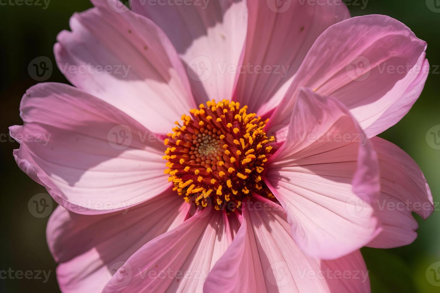 A pink flower unfurls vibrant petals around its intricate yellow center photo