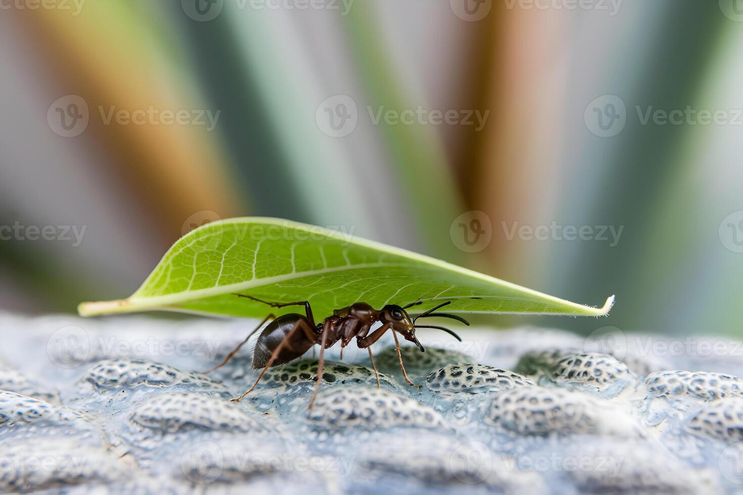 Ant carries leaf on textured surface, bright green contrasts blurred vegetative background photo