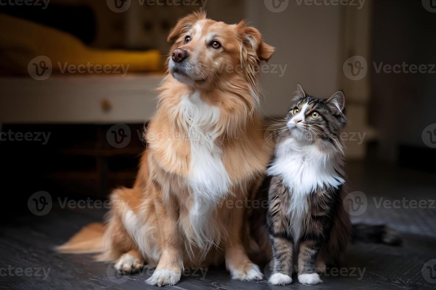 Golden dog and tabby cat sit together, curiously gazing in soft lighting photo