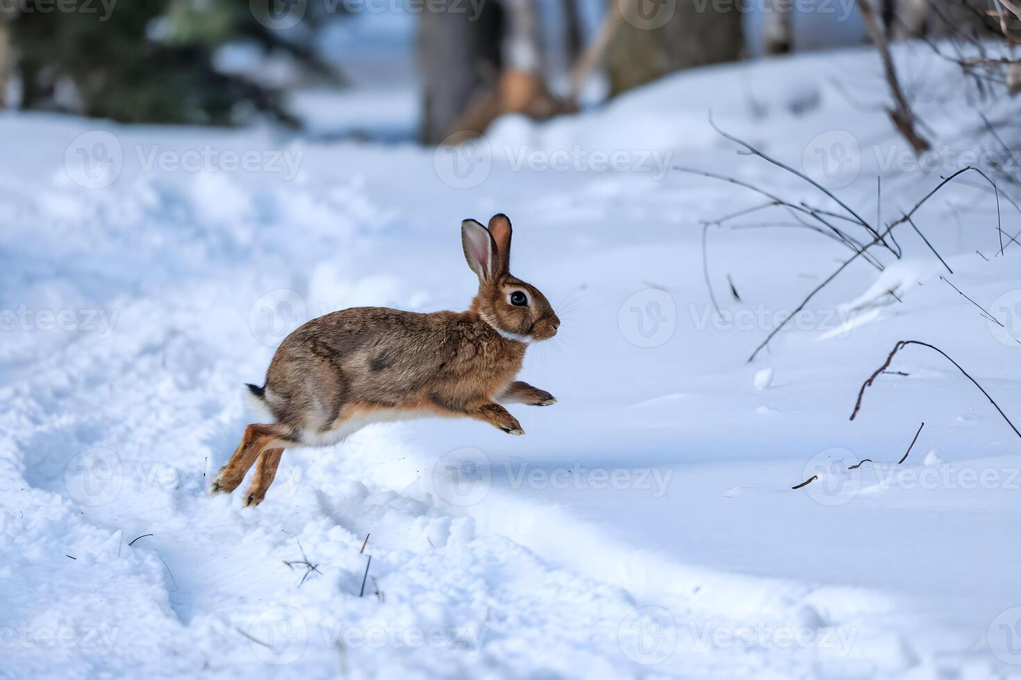 Rabbit hops through snow, brown fur contrasting white backdrop and blurred forest photo