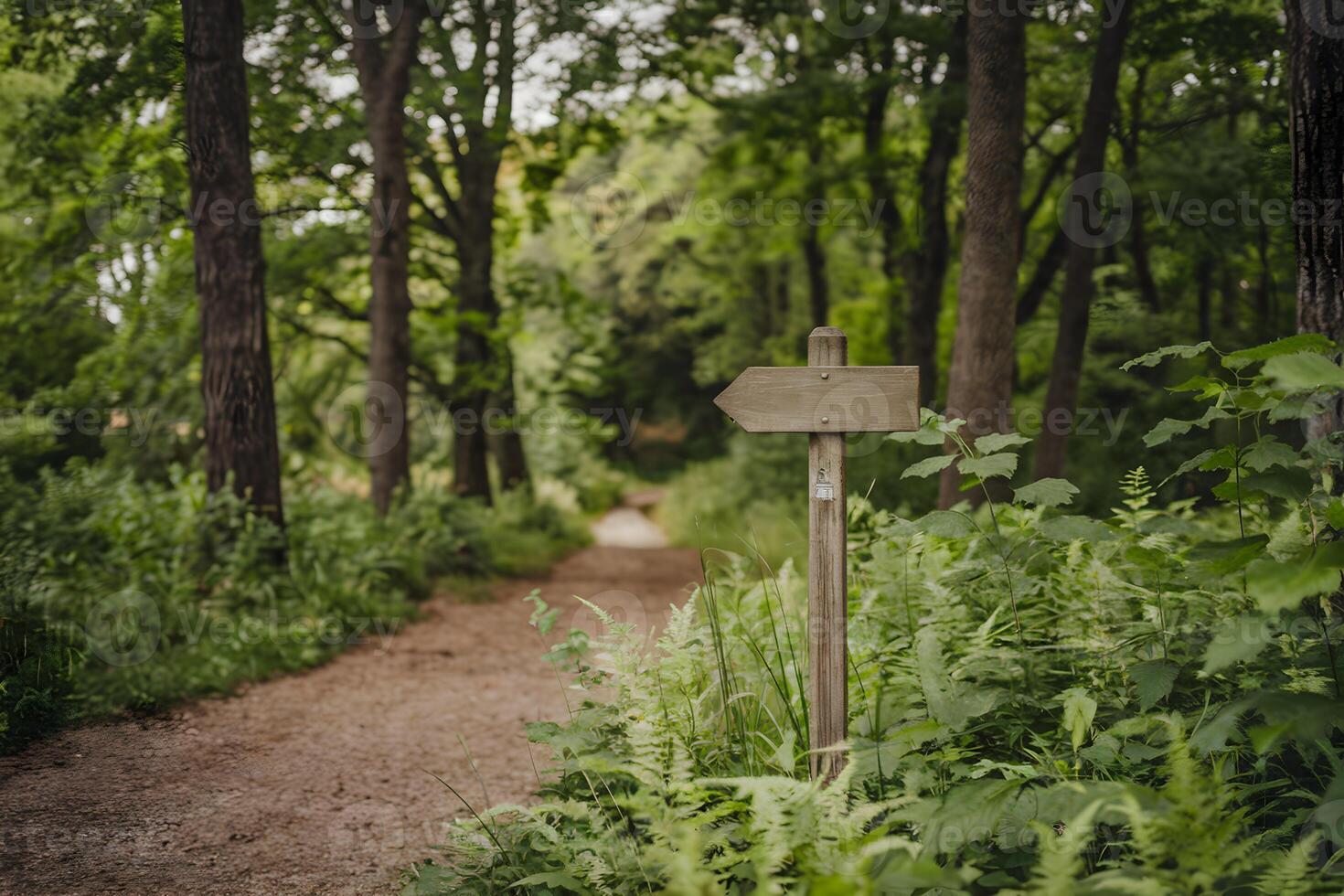 A forest pathway lined with trees leads to a peaceful wooden trail sign photo