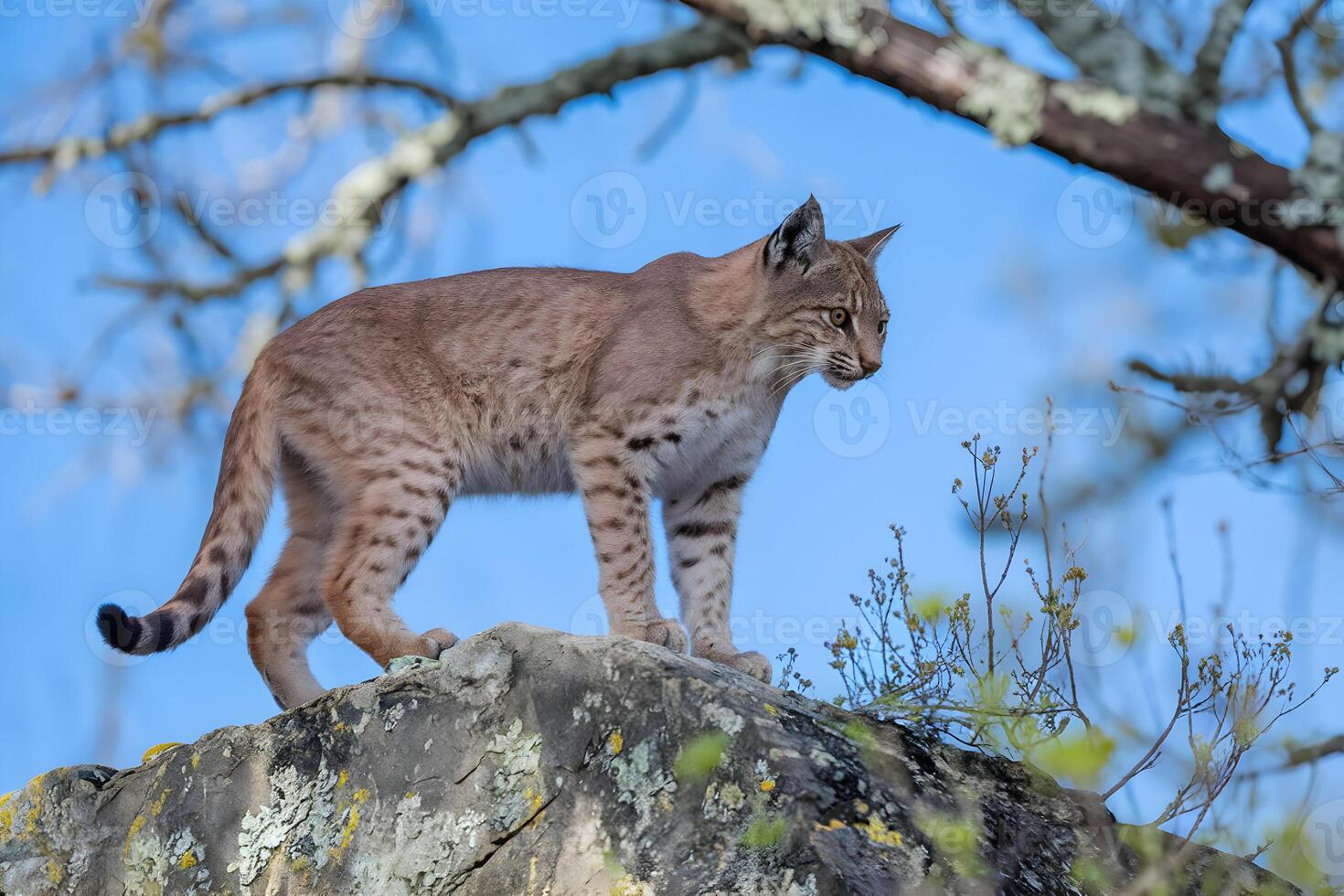 Bobcat atop rugged rock, spotted fur contrasts clear blue sky and mossy stone photo