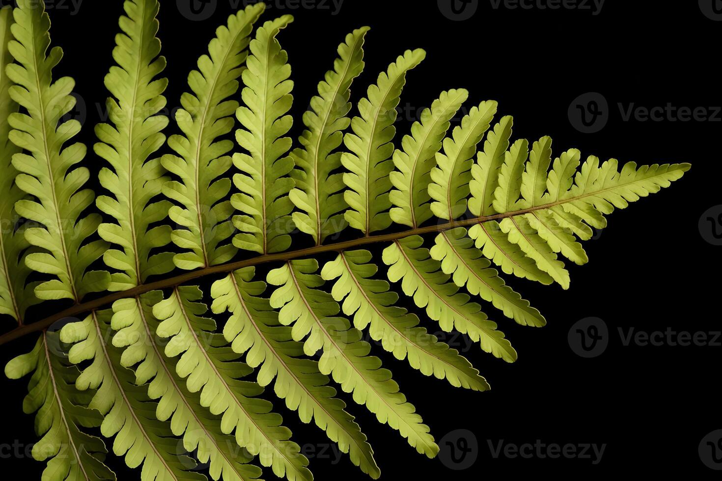 Vibrant green fern leaf stands out against a black background photo