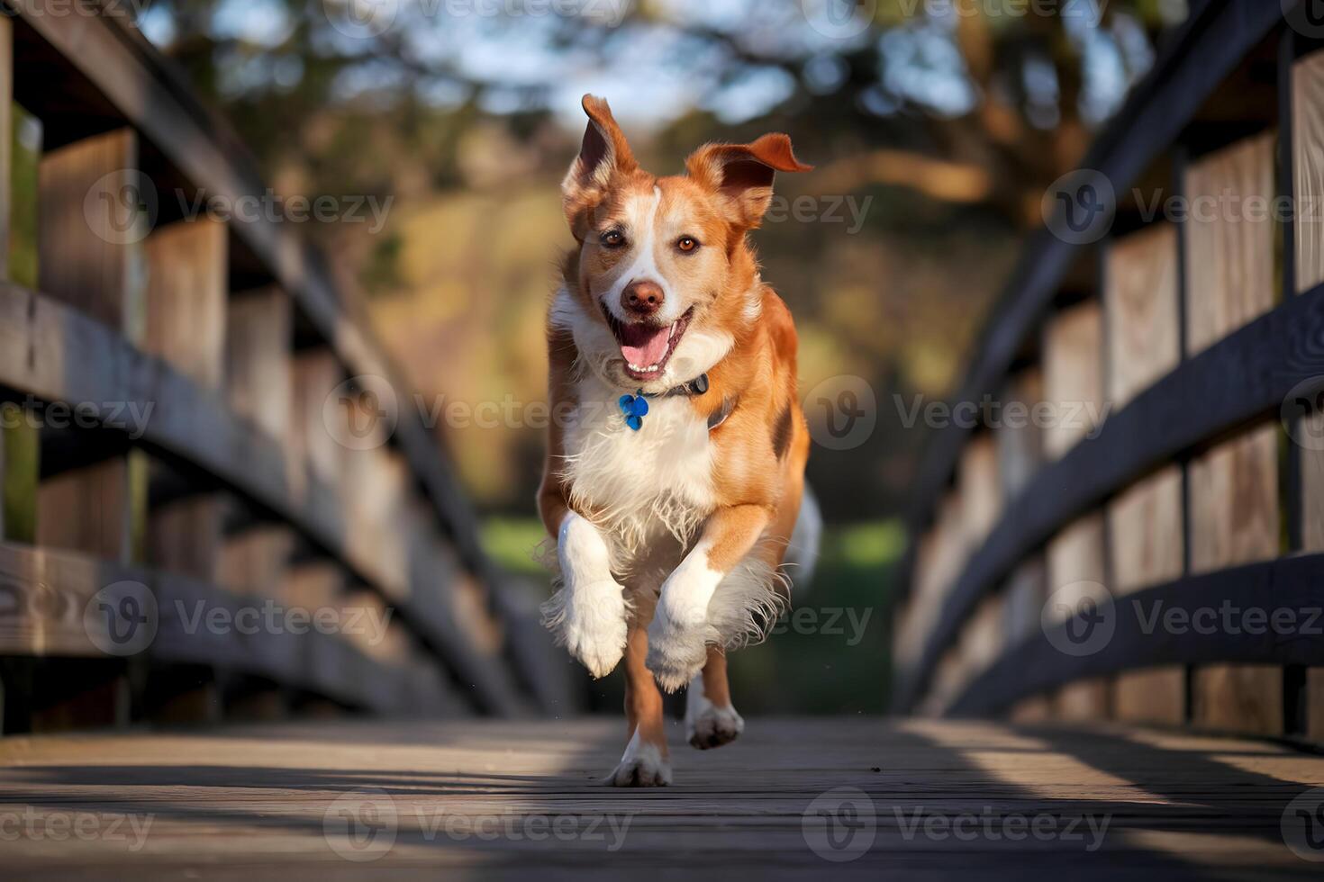 Energetic dog runs on bridge, reddish fur glowing in golden sunlight photo