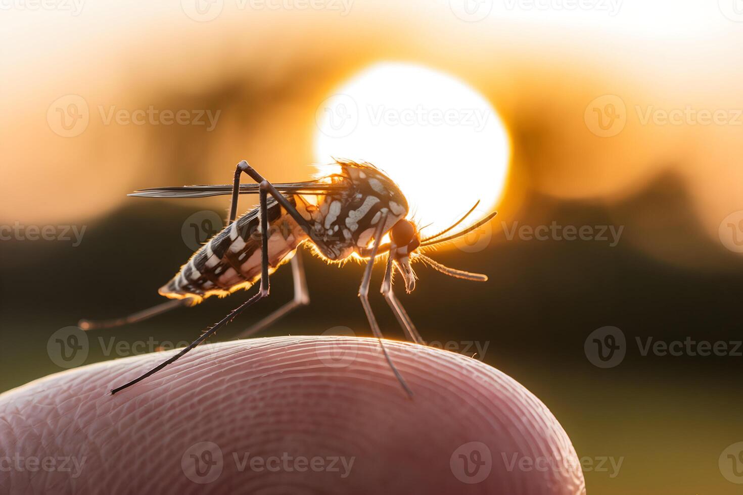 Mosquito on human finger, sunset glow illuminating wings, highlighting delicate nature photo