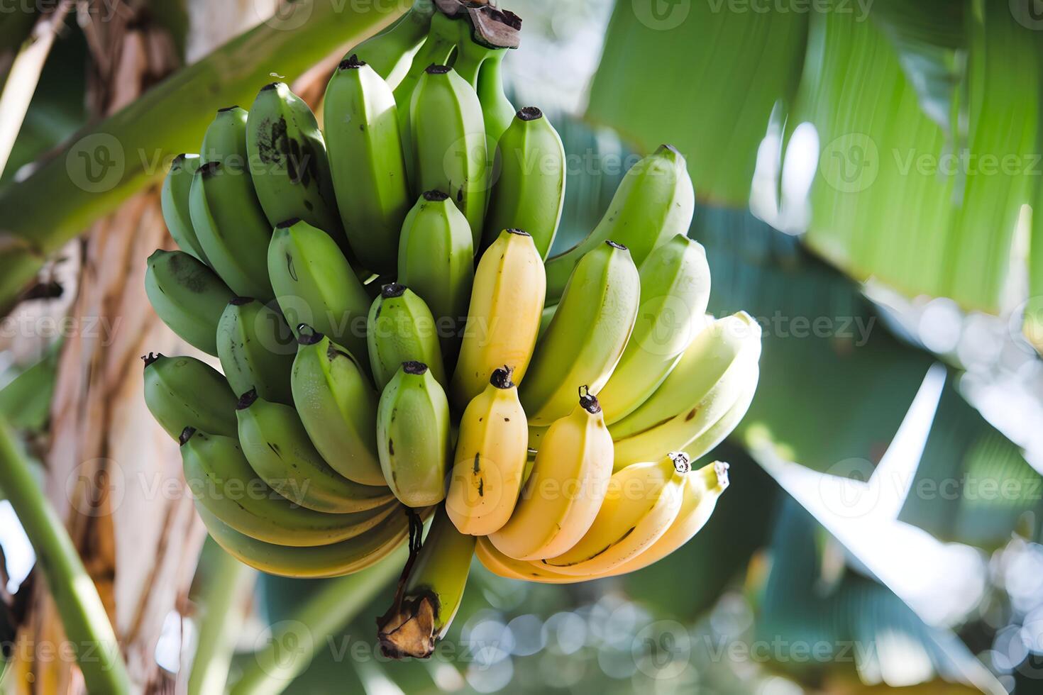 Bananas hanging on tree, sunlight highlighting ripeness stages against leafy background photo