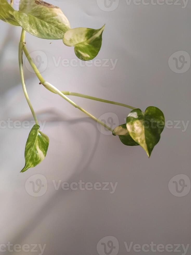 Epipremnum aureum, is a climbing plant that is often used as an ornamental plant because has beautiful shape photo