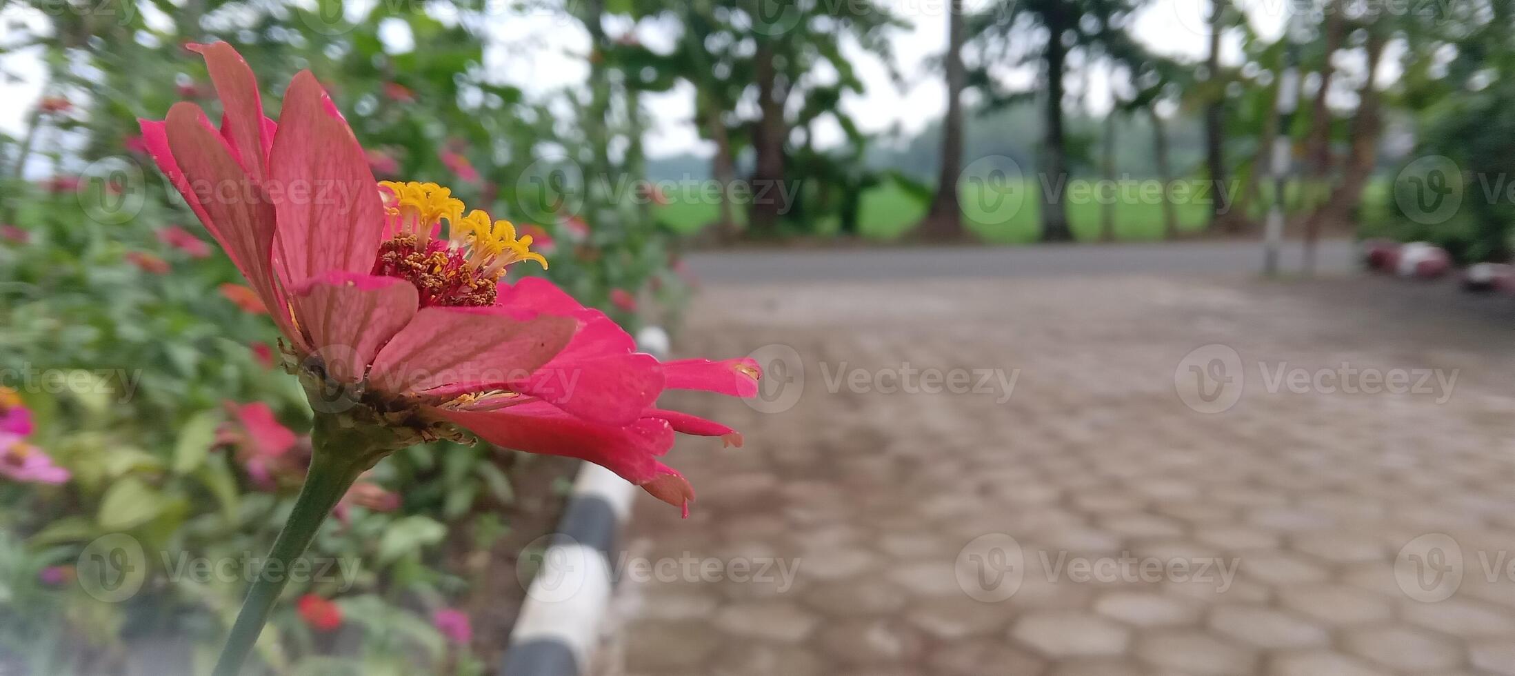 Close Up Beautiful Flower Photos in Village