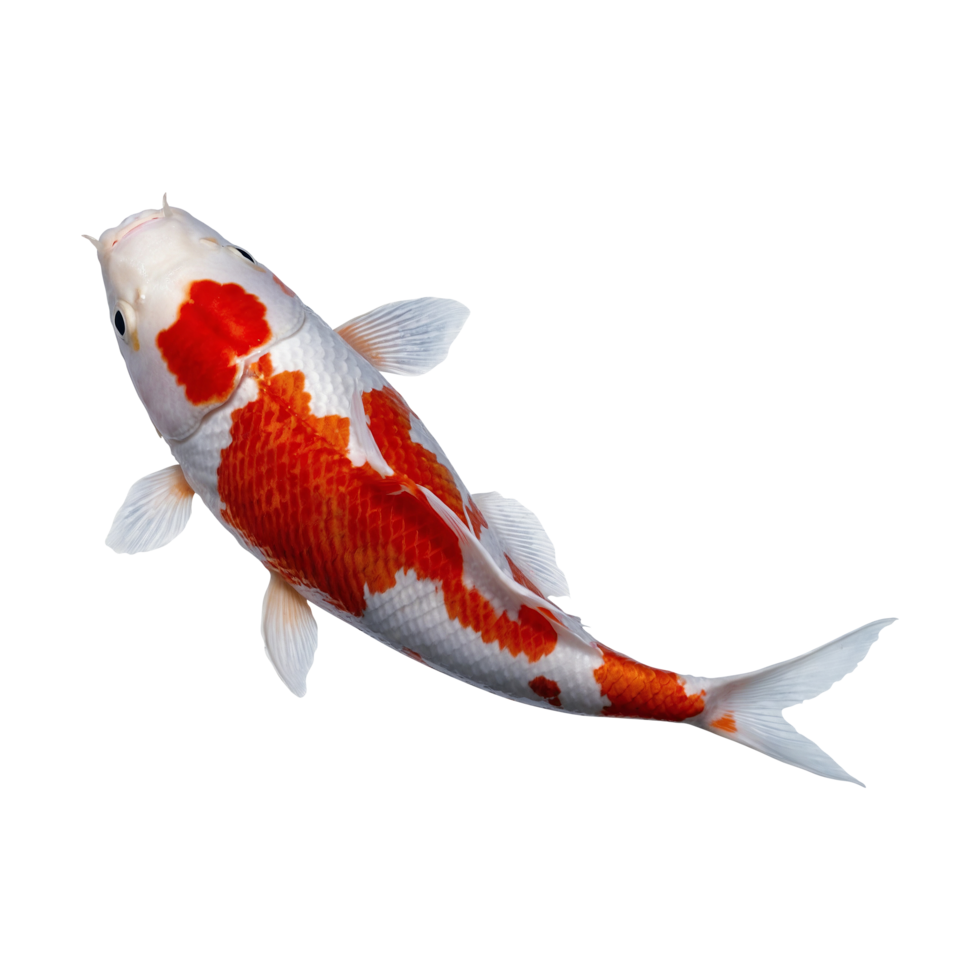 Beautiful koi fish on transparent background png