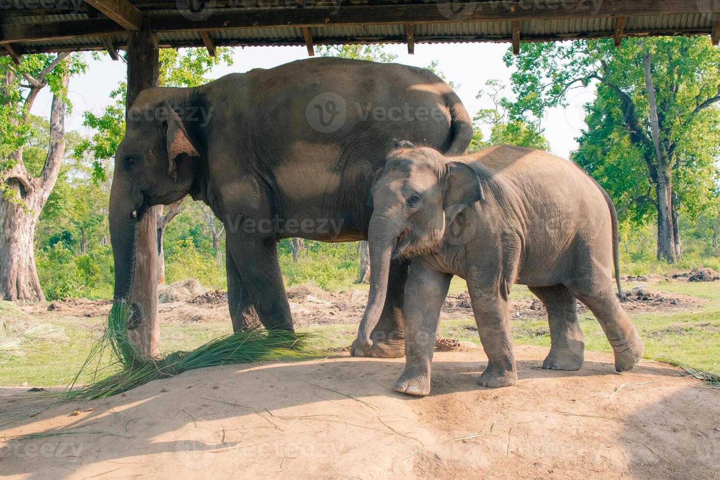 Elephant resting on the ground in the Elephant Breeding Center at Chitwan National Park in Nepal photo