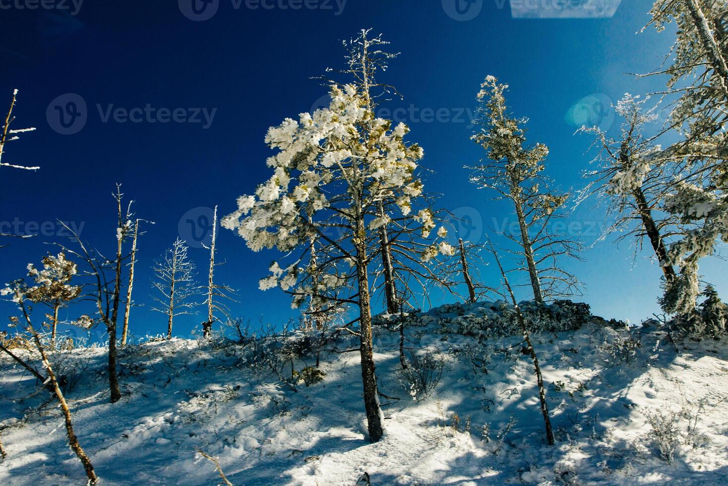 winter snow covered fir trees on mountainside on blue sky background photo