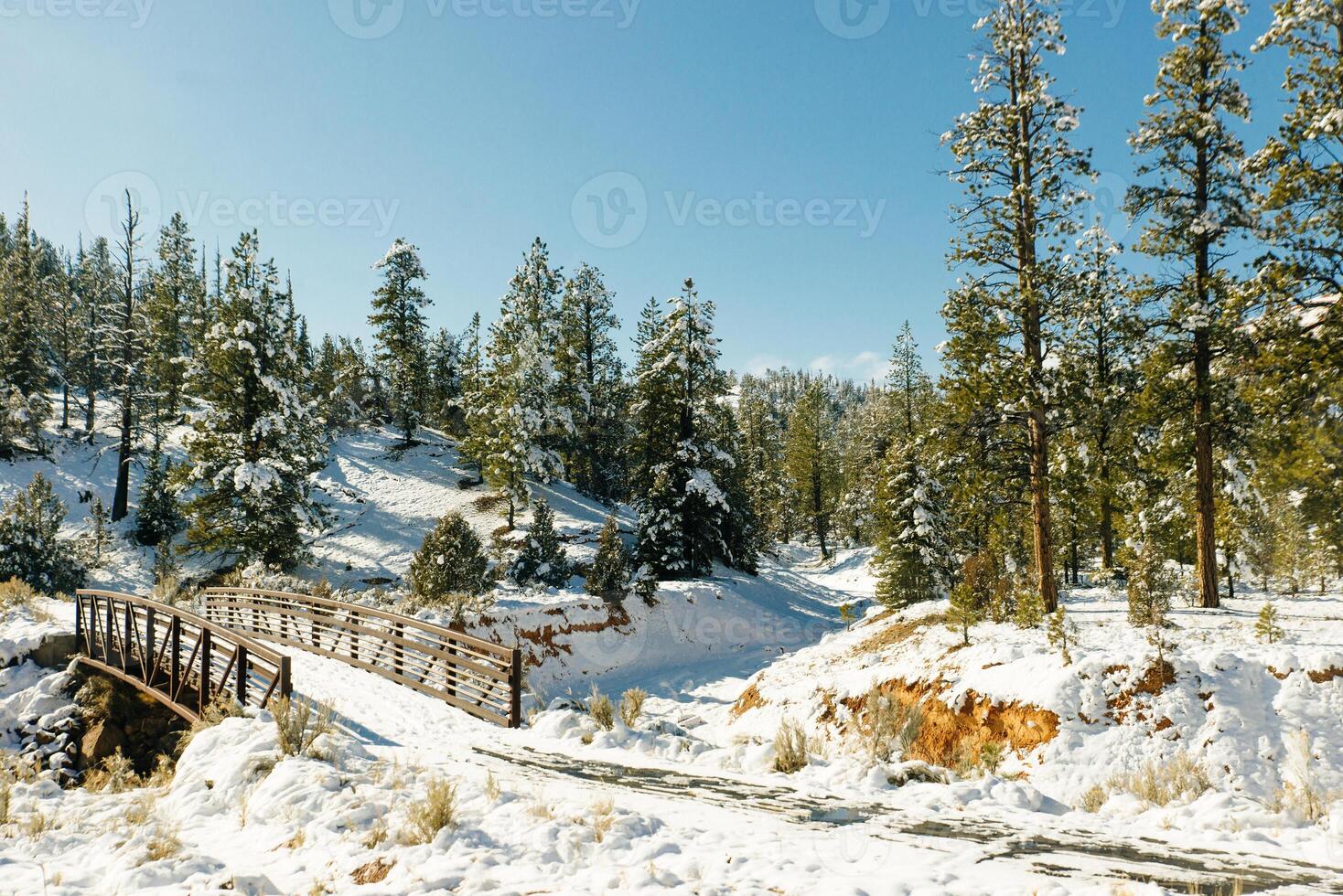winter snow covered fir trees on mountainside on blue sky background photo