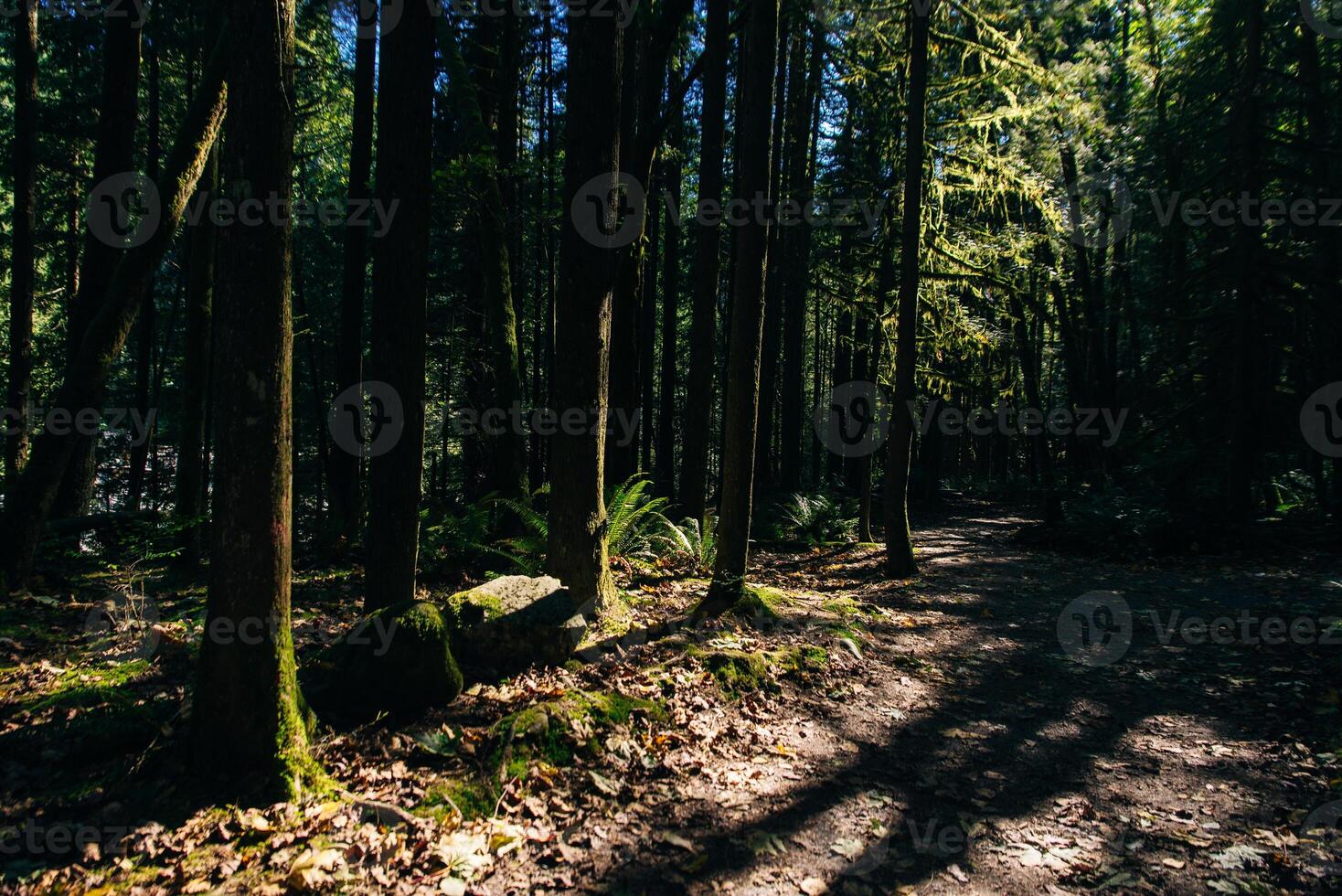 Sunrays filtering thru the forest foliage in a Vancouver park, British Columbia, Canada photo