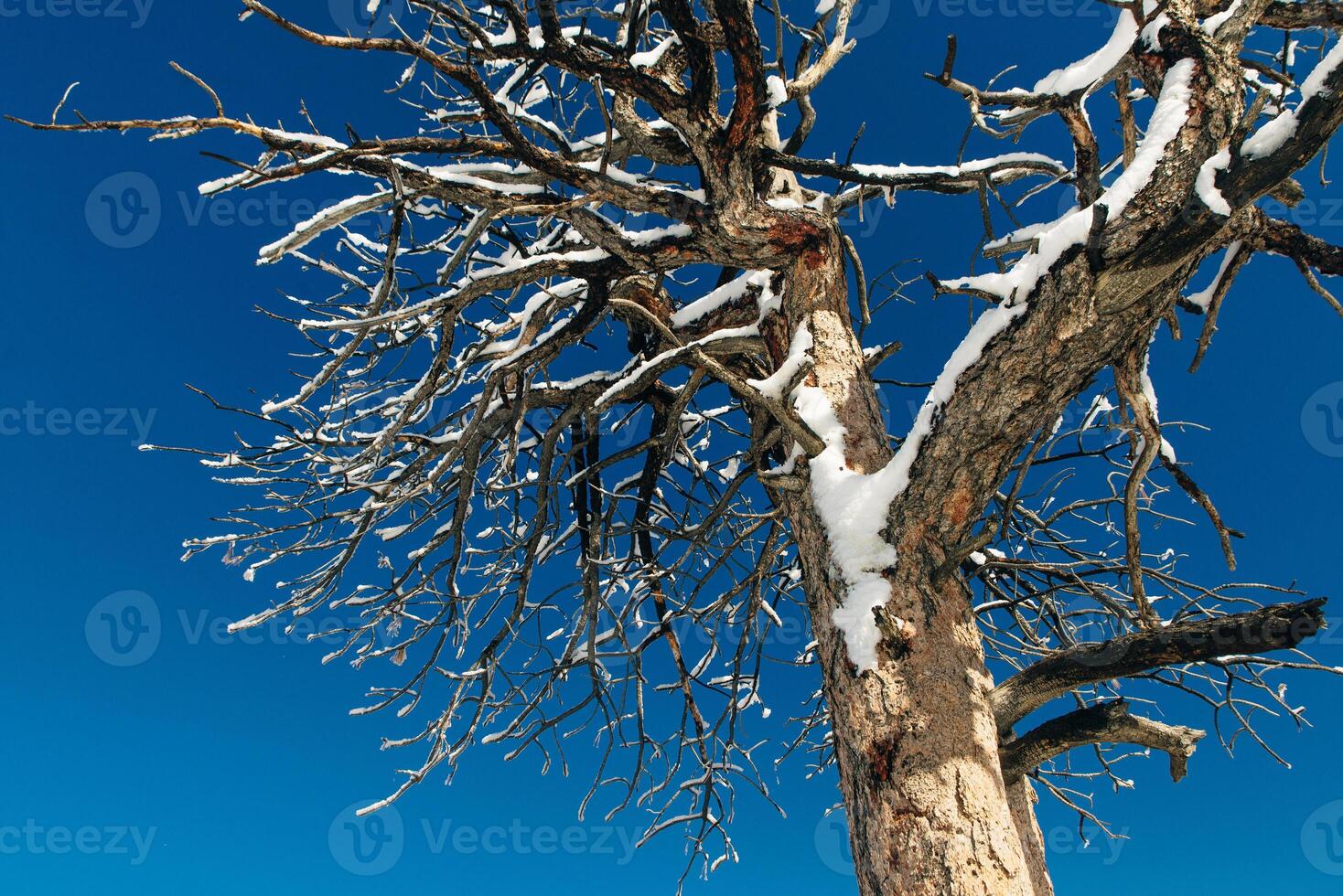 winter snow covered fir trees on mountainside on blue sky background photo