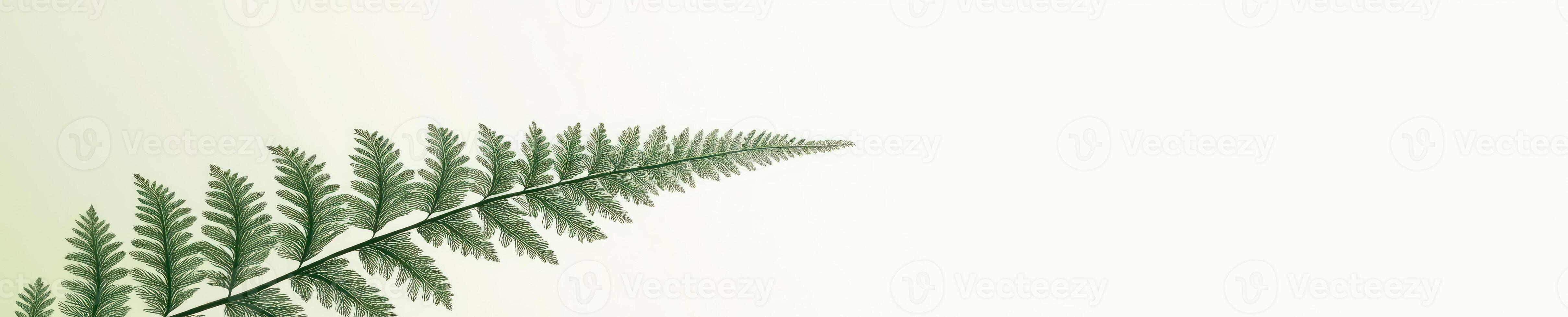 Minimalist green fern leaf on light background photo
