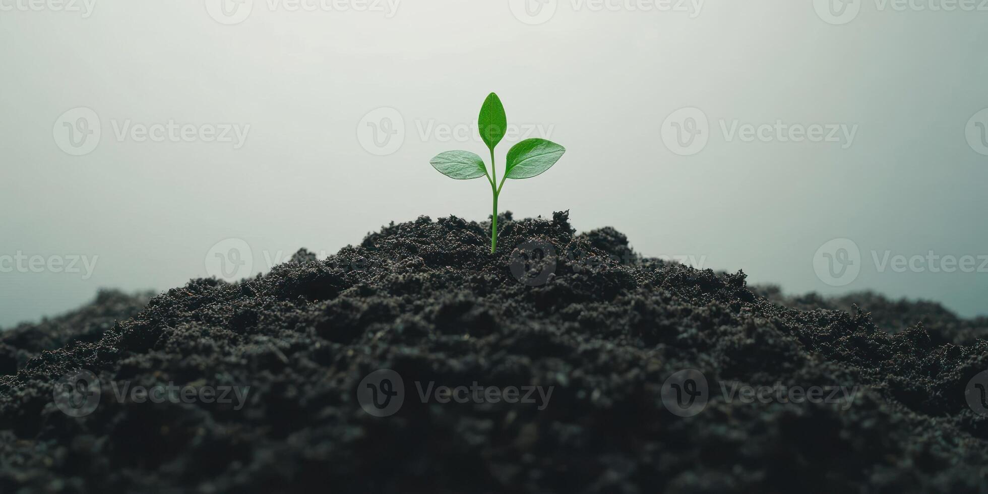 Young green plant growing in fresh soil against gray background photo