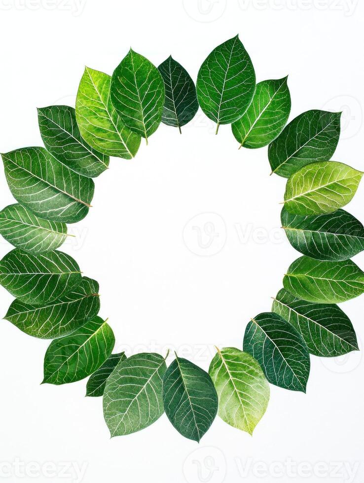 Green leaf circle on white background. Symmetrical natural frame photo