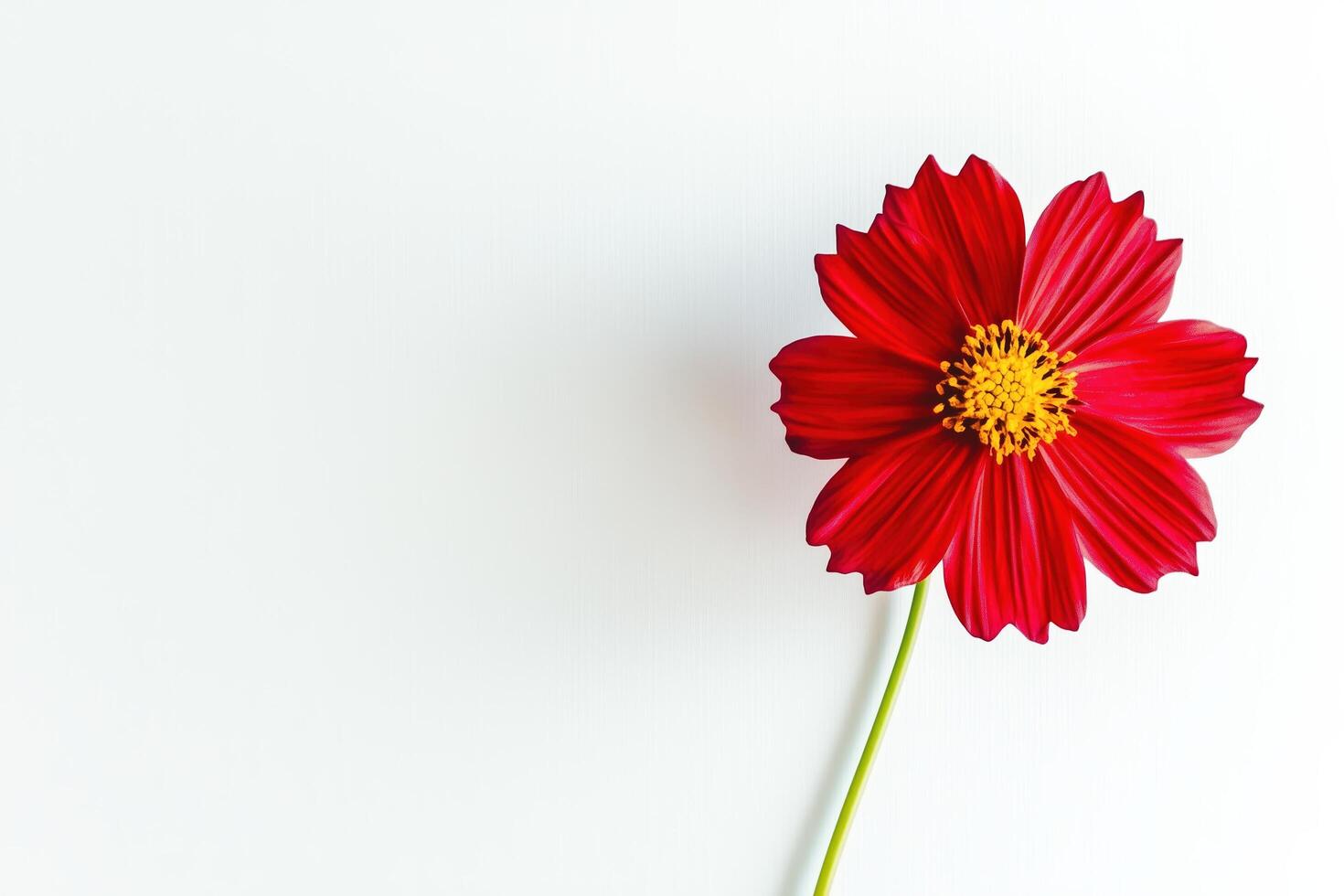 Minimalist Red Flower on White Background photo