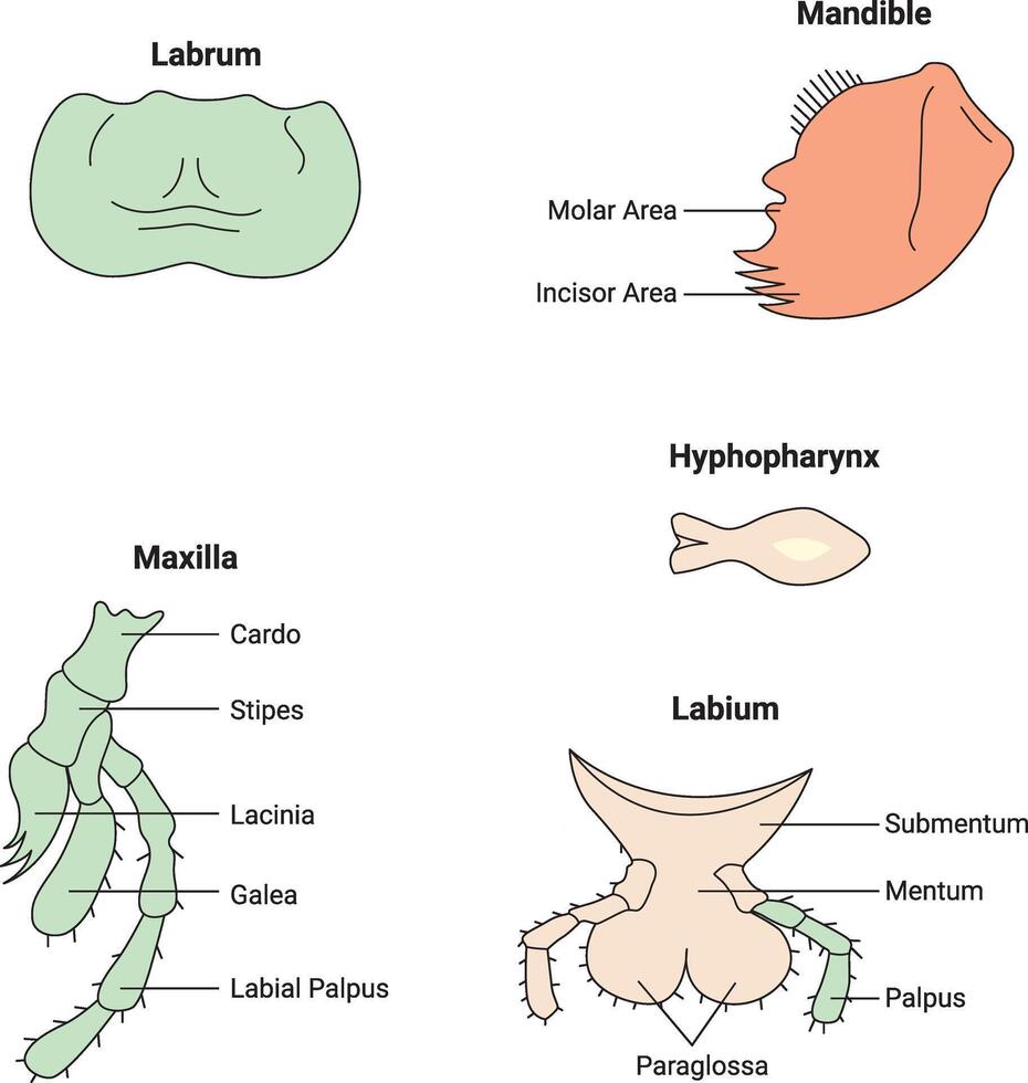 Labrum Mandble Hyphopharynx Maxila Labium Science Design Illustration Diagram vector