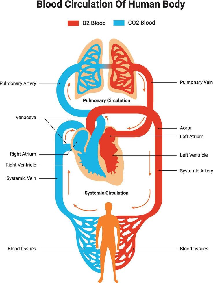 Blood Curculation of Human Body Science Design Illustration Diagram vector