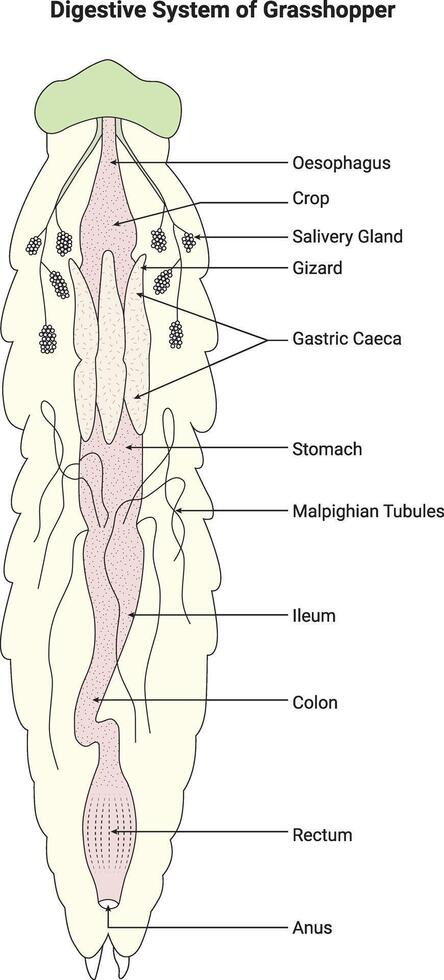 Digestive System of Grasshopper Science Design Illustration Diagram vector