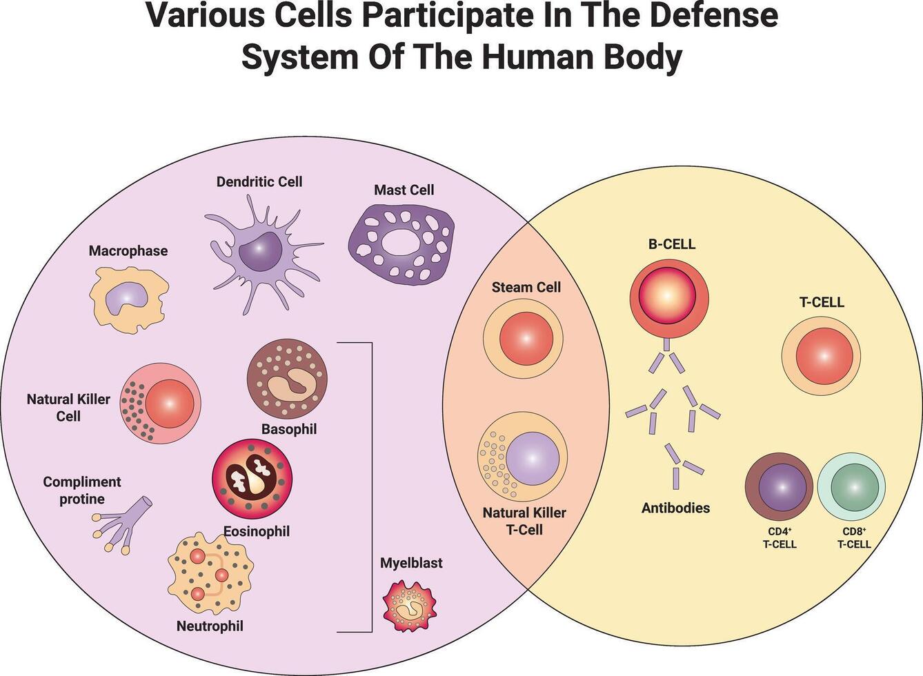 Various Calls Particippate in The Defanse System of The Human Body Science Design Illustration Diagram vector